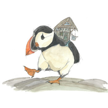 Puffin 800x800